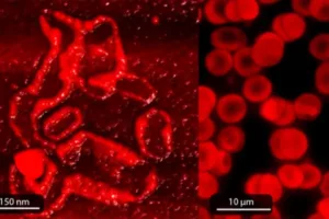 Alba Sci_protein_blood